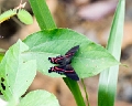 RIODINIDAE, Ancyluris aulestes